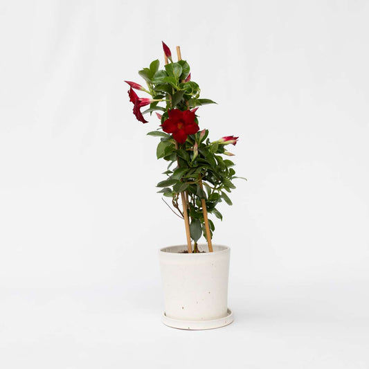 Florastore Bägarranka - Mandeville 'Rio Deep Red' - Höjd 60-70Cm - ⌀17Cm