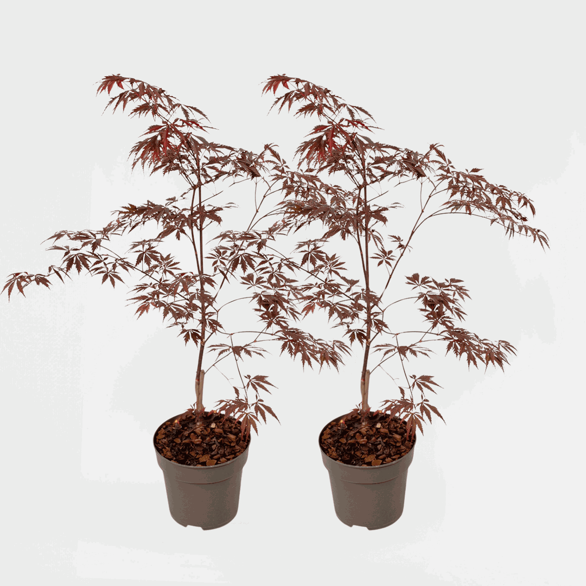 Florastore Japansk Lönn - Set Om 2 - Acer Palmatum 'Black Lace' - Höjd 60-70Cm - ⌀19Cm