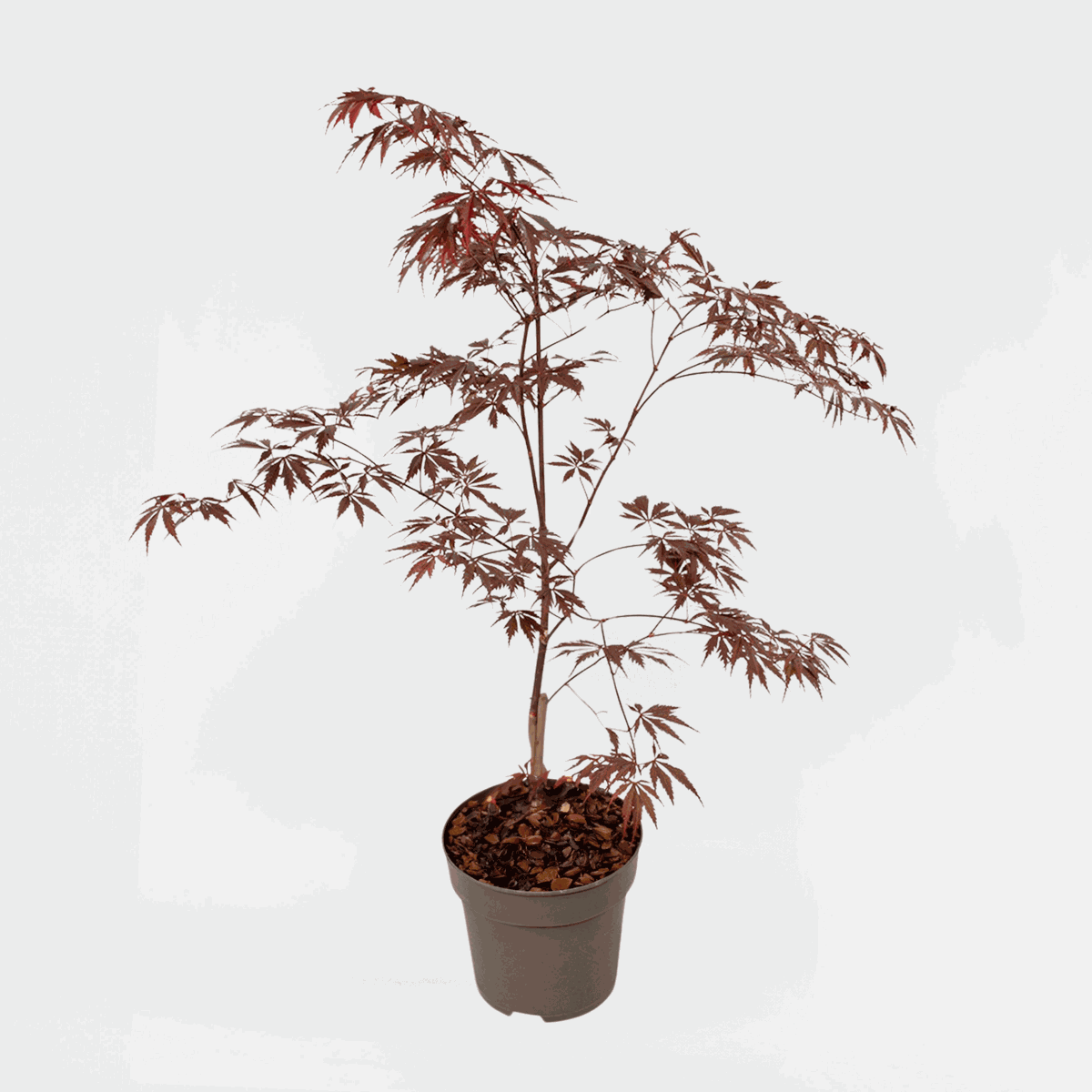Florastore Japansk Lönn - Acer Palmatum 'Black Lace' - Höjd 60-70Cm - ⌀19Cm