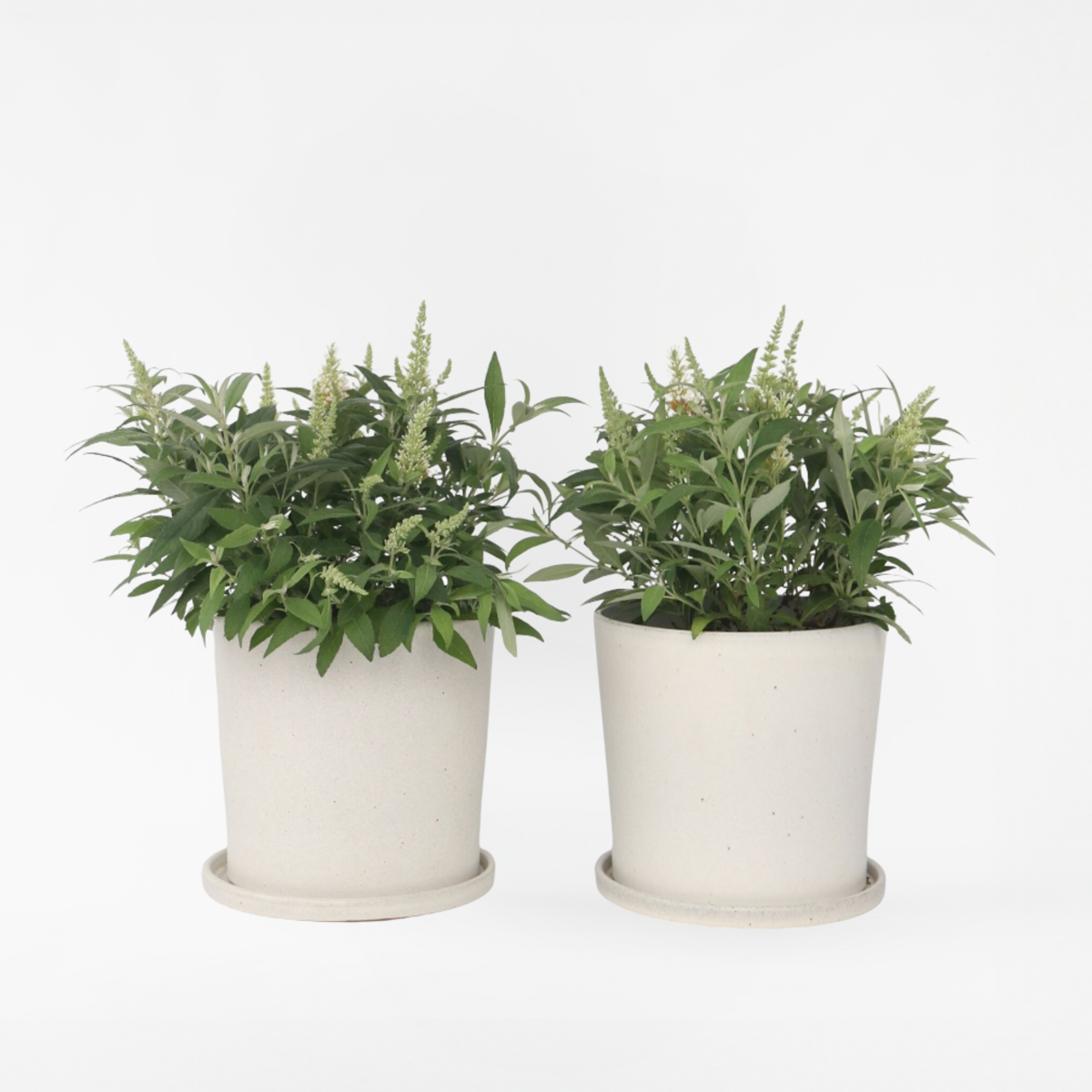 Florastore Fjärilsbuske - Set Om 2 - Buddleja Davidii 'Candy' - Höjd 30-40Cm - ⌀19Cm
