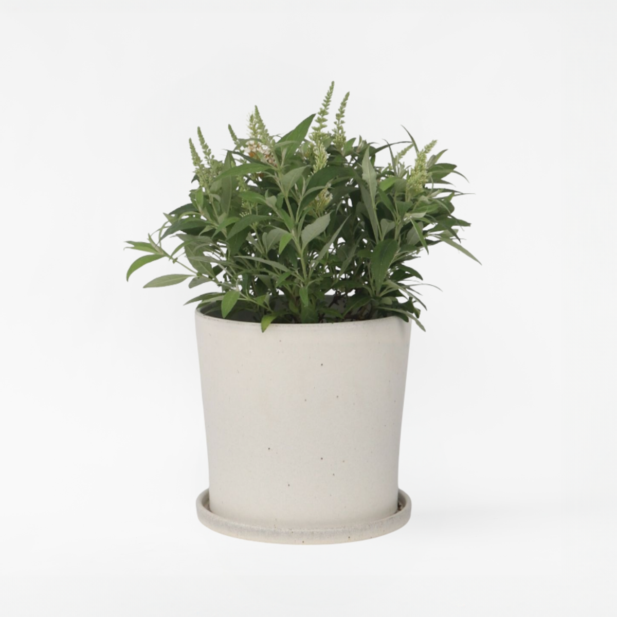 Florastore Fjärilsbuske - Buddleja Davidii 'Candy' - Höjd 30-40Cm - ⌀19Cm