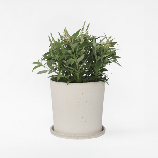 Florastore Fjärilsbuske - Buddleja Davidii 'Candy' - Höjd 30-40Cm - ⌀19Cm