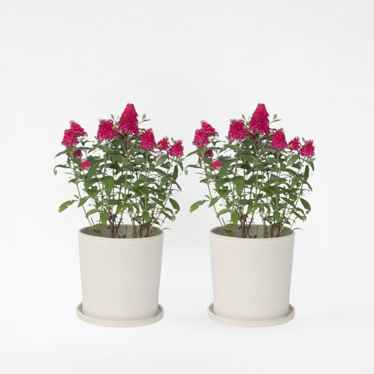 Florastore Fjärilsbuske - Set Om 2 - Buddleja Davidii 'Candy' - Höjd 30-40Cm - ⌀19Cm