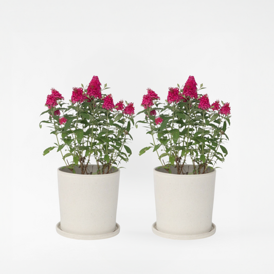 Florastore Fjärilsbuske - Set Om 2 - Buddleja Davidii 'Candy' - Höjd 30-40Cm - ⌀19Cm