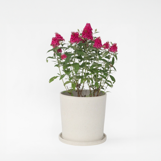 Florastore Fjärilsbuske - Buddleja Davidii 'Candy' - Höjd 30-40Cm - ⌀19Cm