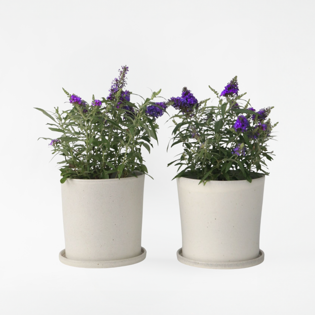 Florastore Fjärilsbuske - Set Om 2 - Buddleja Davidii 'Candy' - Höjd 30-40Cm - ⌀19Cm