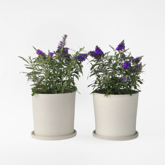 Florastore Fjärilsbuske - Set Om 2 - Buddleja Davidii 'Candy' - Höjd 30-40Cm - ⌀19Cm
