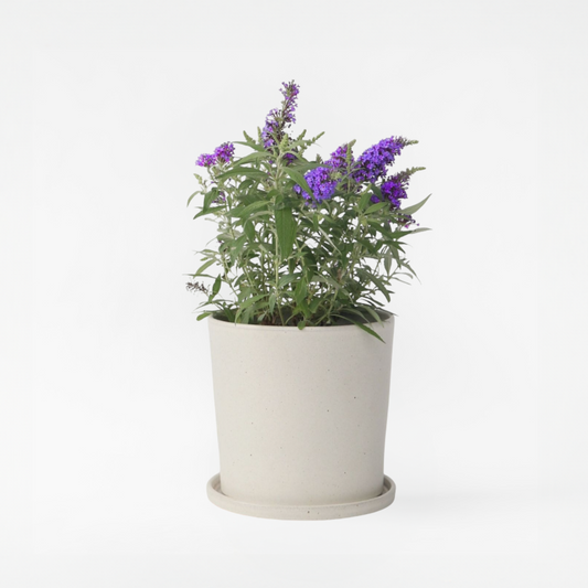 Florastore Fjärilsbuske - Buddleja Davidii 'Candy' - Höjd 30-40Cm - ⌀19Cm