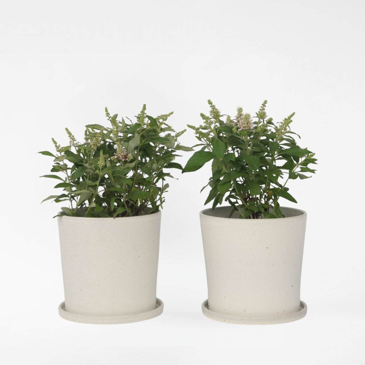 Florastore Fjärilsbuske - Set Om 2 - Buddleja Davidii 'Candy' - Höjd 30-40Cm - ⌀19Cm