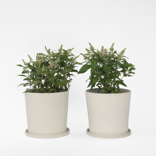 Florastore Fjärilsbuske - Set Om 2 - Buddleja Davidii 'Candy' - Höjd 30-40Cm - ⌀19Cm