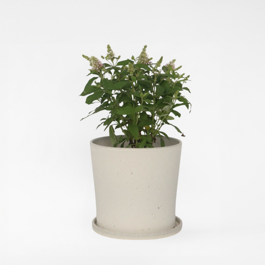 Florastore Fjärilsbuske - Buddleja Davidii 'Candy' - Höjd 30-40Cm - ⌀19Cm
