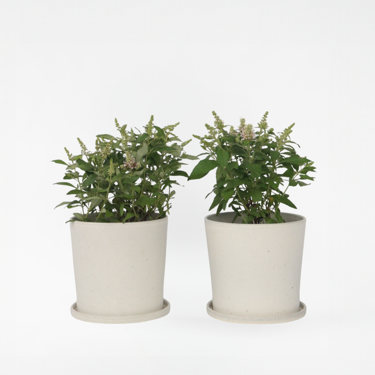 Florastore Fjärilsbuske - Set Om 2 - Buddleja Davidii 'Candy' - Höjd 30-40Cm - ⌀19Cm
