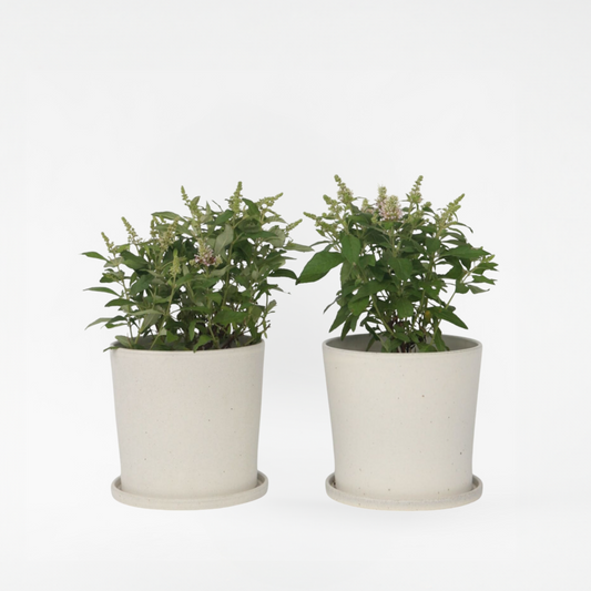 Florastore Fjärilsbuske - Set Om 2 - Buddleja Davidii 'Candy' - Höjd 30-40Cm - ⌀19Cm