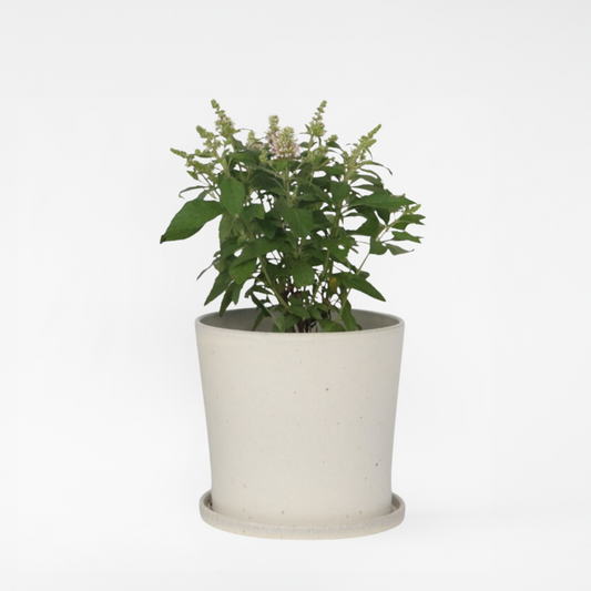 Florastore Fjärilsbuske - Buddleja Davidii 'Candy' - Höjd 30-40Cm - ⌀19Cm