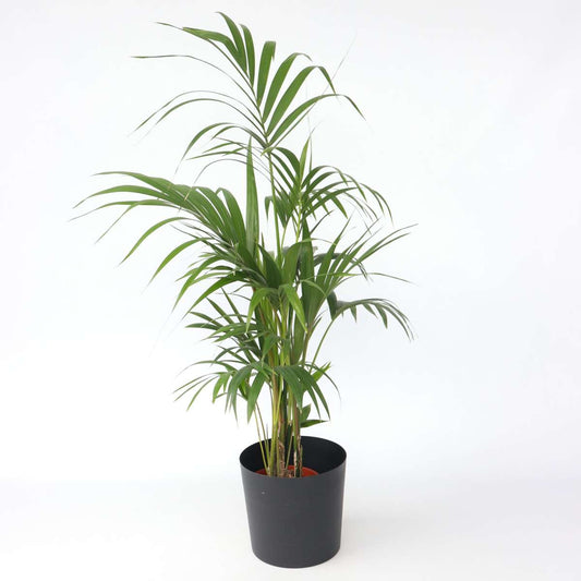 Florastore Förmakspalm - Howea Forsteriana - Höjd 130-140Cm - ⌀21Cm