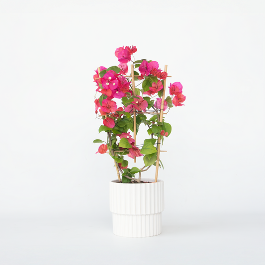 Florastore Stor Trillingblomma - Bougainvillea 'Dania' - Höjd 50-60Cm - ⌀17Cm