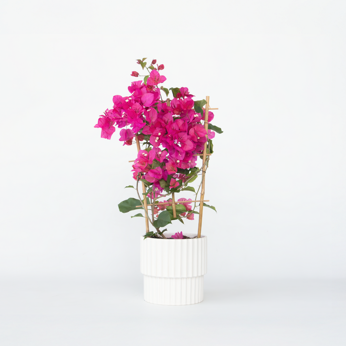 Florastore Stor Trillingblomma - Bougainvillea 'Dania' - Höjd 50-60Cm - ⌀17Cm