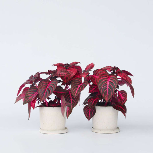 Florastore Blodblad - Set Om 2 - Iresine Herbstii - Höjd 20-30Cm - ⌀13Cm