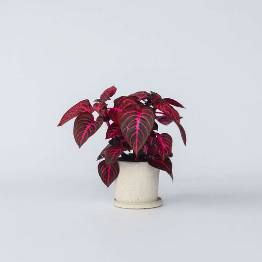 Florastore Blodblad - Iresine Herbstii - Höjd 20-30Cm - ⌀13Cm