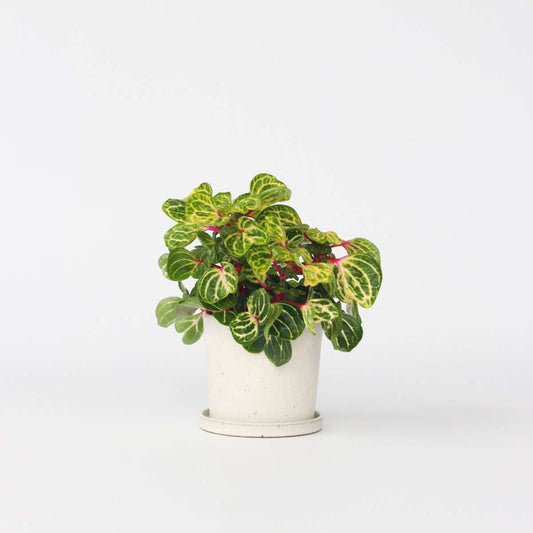 Florastore Blodblad - Iresine Herbstii - Höjd 20-30Cm - ⌀13Cm