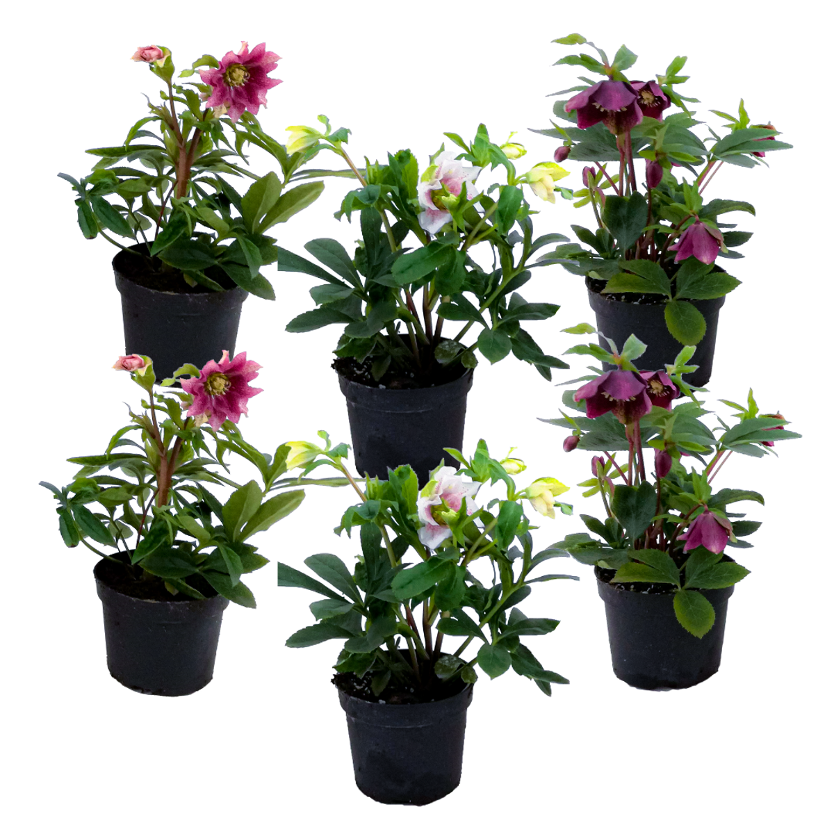Florastore Julros - Set Om 6 - Helleborus Orientalis - Höjd 20-30Cm - ⌀12Cm