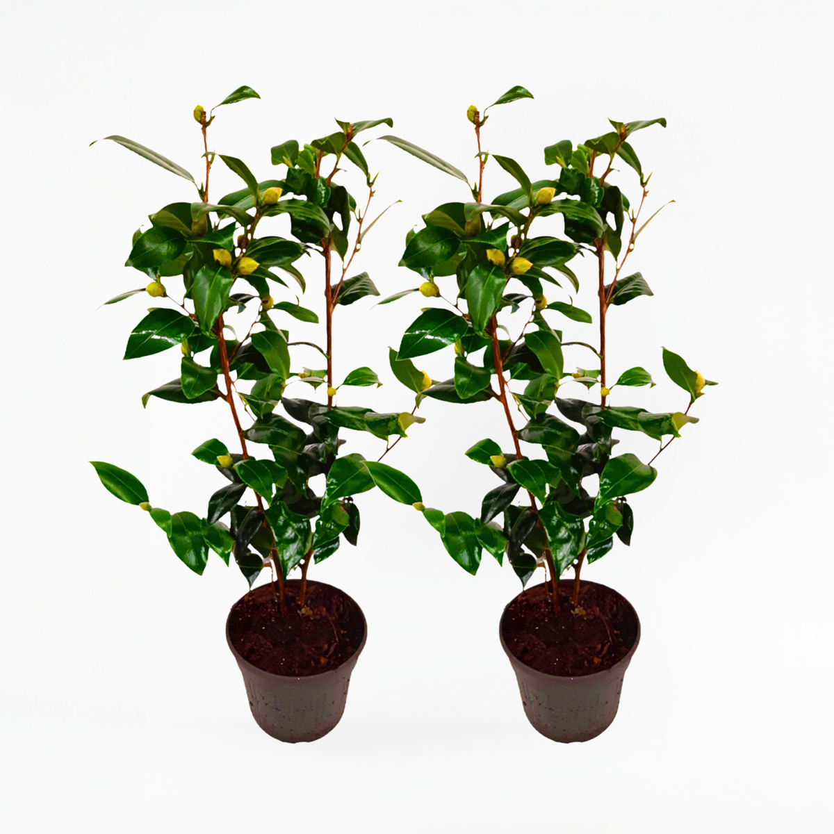 Florastore Japansk Ros - Set Om 2 - Camellia Japonica 'Brush Field' - Höjd 50-60Cm - ⌀15Cm