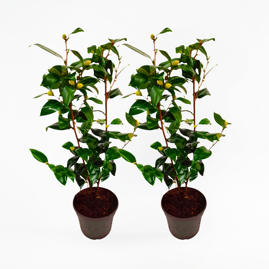 Florastore Japansk Ros - Set Om 2 - Camellia Japonica 'Brush Field' - Höjd 50-60Cm - ⌀15Cm