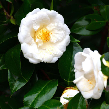Roses Japansk Ros - Camellia Japonica 'Brush Field' - Höjd 50-60Cm - ⌀15Cm