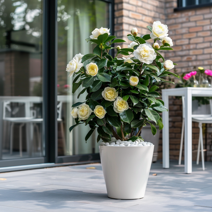 Roses Japansk Ros - Camellia Japonica 'Brush Field' - Höjd 50-60Cm - ⌀15Cm