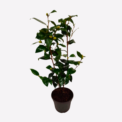Roses Japansk Ros - Camellia Japonica 'Brush Field' - Höjd 50-60Cm - ⌀15Cm