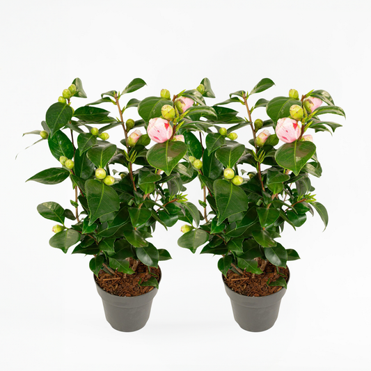 Florastore Japansk Ros - Set Om 2 - Camellia Japonica 'Bonomiana' - Höjd 50-60Cm - ⌀15Cm