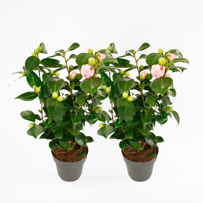 Roses Japansk Ros - Set Om 2 - Camellia Japonica 'Bonomiana' - Höjd 50-60Cm - ⌀15Cm