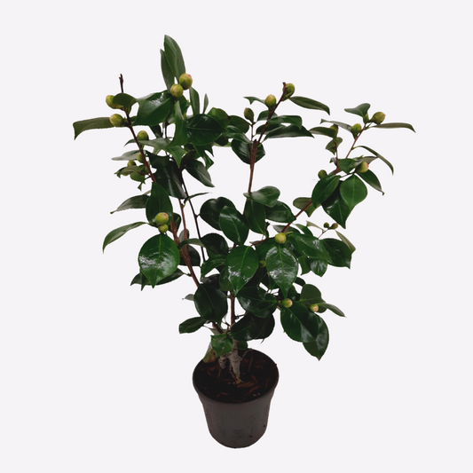 Florastore Japansk Ros - Camellia Japonica 'Bonomiana' - Höjd 50-60Cm - ⌀15Cm