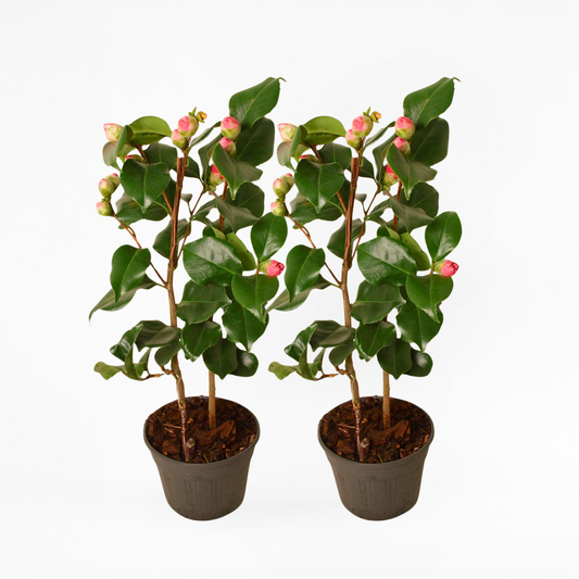 Florastore Japansk Ros - Set Om 2 - Camellia Japonica 'Dr. King' - Höjd 50-60Cm - ⌀15Cm