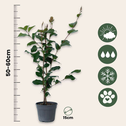 Roses Japansk Ros - Set Om 2 - Camellia Japonica 'Dr. King' - Höjd 50-60Cm - ⌀15Cm