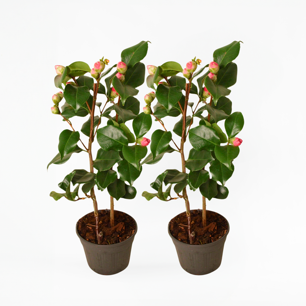 Roses Japansk Ros - Set Om 2 - Camellia Japonica 'Dr. King' - Höjd 50-60Cm - ⌀15Cm