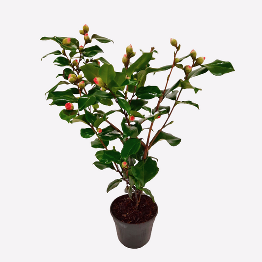 Florastore Japansk Ros - Camellia Japonica 'Dr. King' - Höjd 50-60Cm - ⌀15Cm