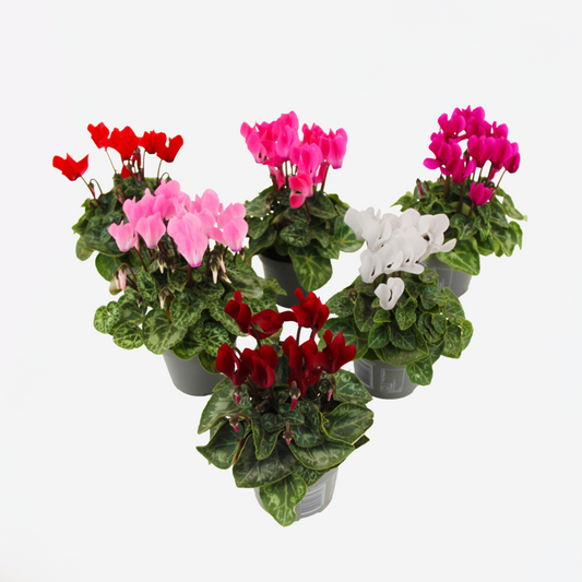Florastore Persiskt Cyklamen - Set Om 6 - Cyclamen Persicum - Höjd 10-20Cm - ⌀9Cm