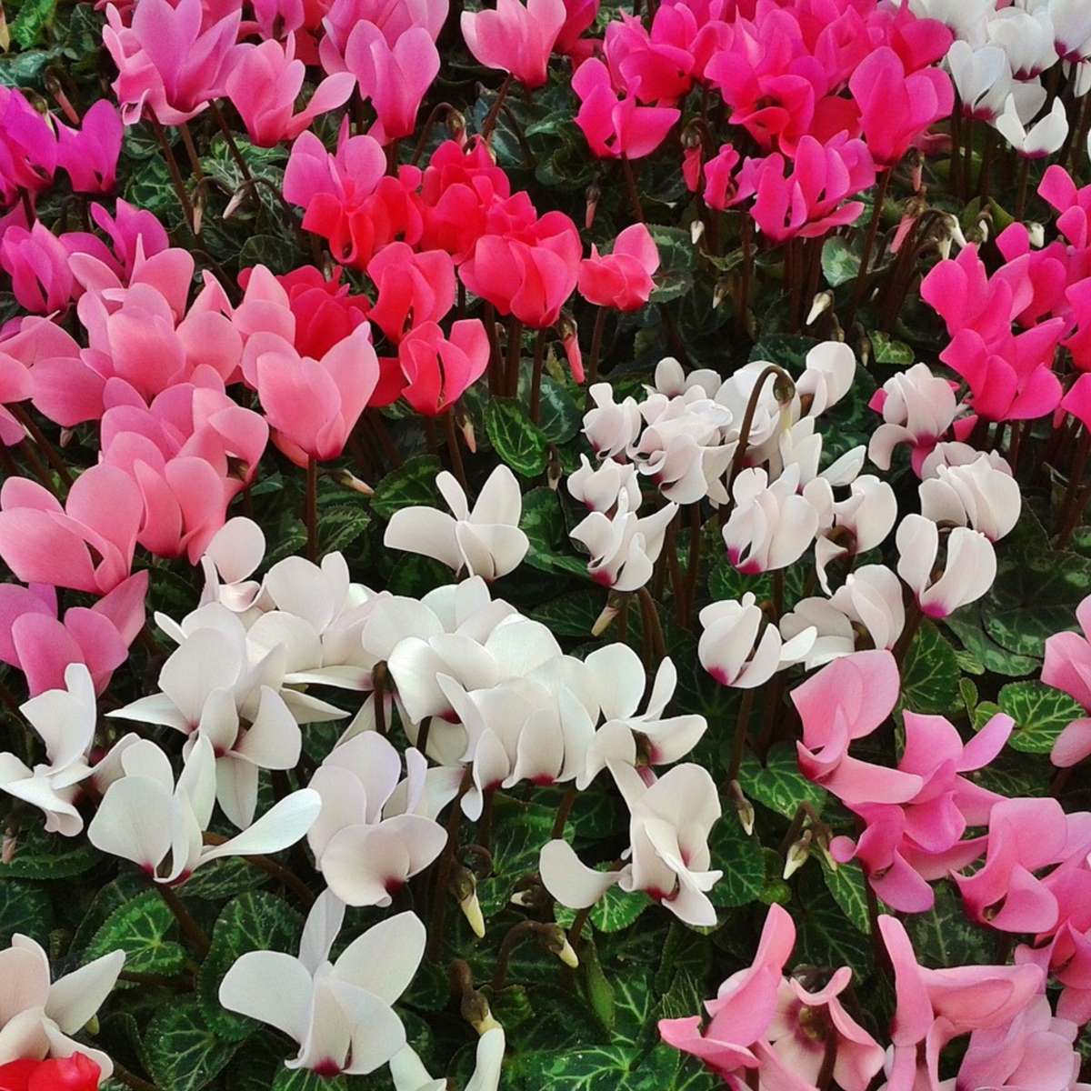 Out Of Category Garden Plants Persiskt Cyklamen - Set Om 6 - Cyclamen Persicum - Höjd 10-20Cm - ⌀9Cm