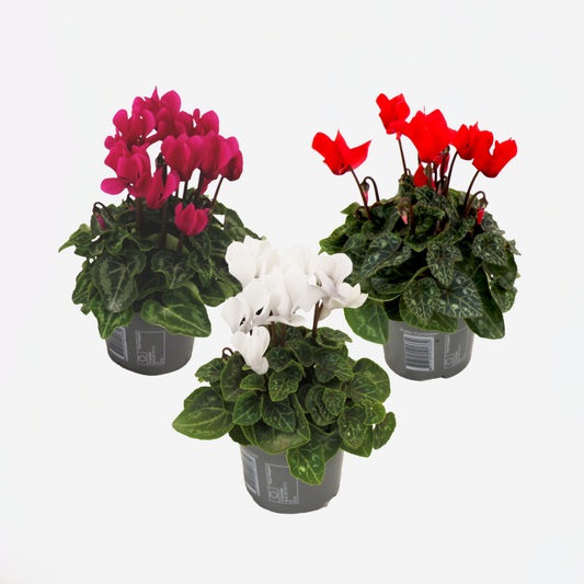 Florastore Persiskt Cyklamen - Set Om 3 - Cyclamen Persicum - Höjd 10-20Cm - ⌀9Cm