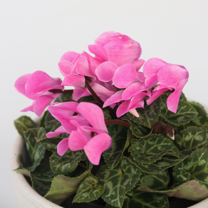 Other Garden Plants Persiskt Cyklamen - Set Om 3 - Cyclamen Persicum - Höjd 10-20Cm - ⌀9Cm