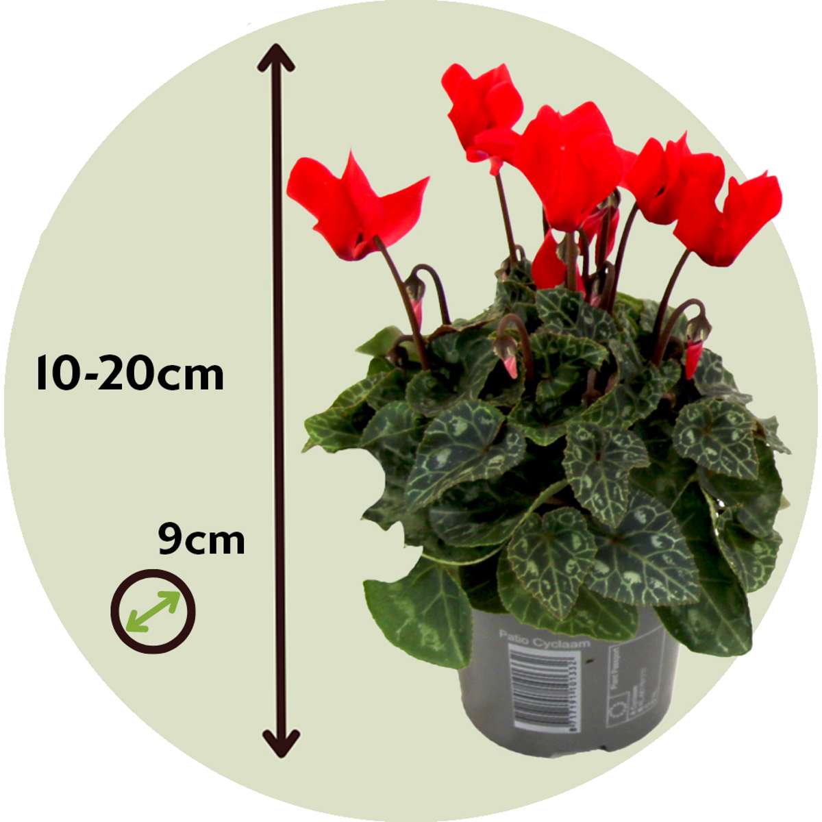 Other Garden Plants Persiskt Cyklamen - Set Om 3 - Cyclamen Persicum - Höjd 10-20Cm - ⌀9Cm