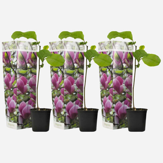 Florastore Rosenmagnolia - Set Om 3 - Magnolia 'Susan' - Höjd 25-40Cm - ⌀9Cm