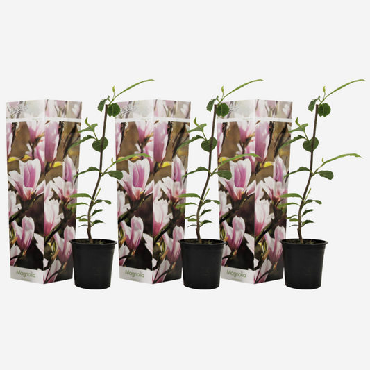 Florastore Rosenmagnolia - Set Om 3 - Magnolia 'Soulangea' - Höjd 25-40Cm - ⌀9Cm