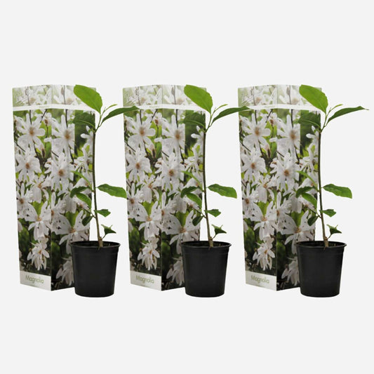 Florastore Rosenmagnolia - Set Om 3 - Magnolia 'Stellata' - Höjd 25-40Cm - ⌀9Cm