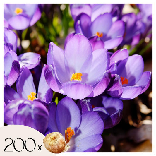 Florastore Krokuslökor - Set Om 200 - Crocus 'Ruby Giant' - Blomlökar - Purpur