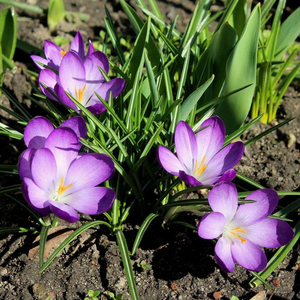 Crocus Krokuslökor - Set Om 200 - Crocus 'Ruby Giant' - Blomlökar - Purpur