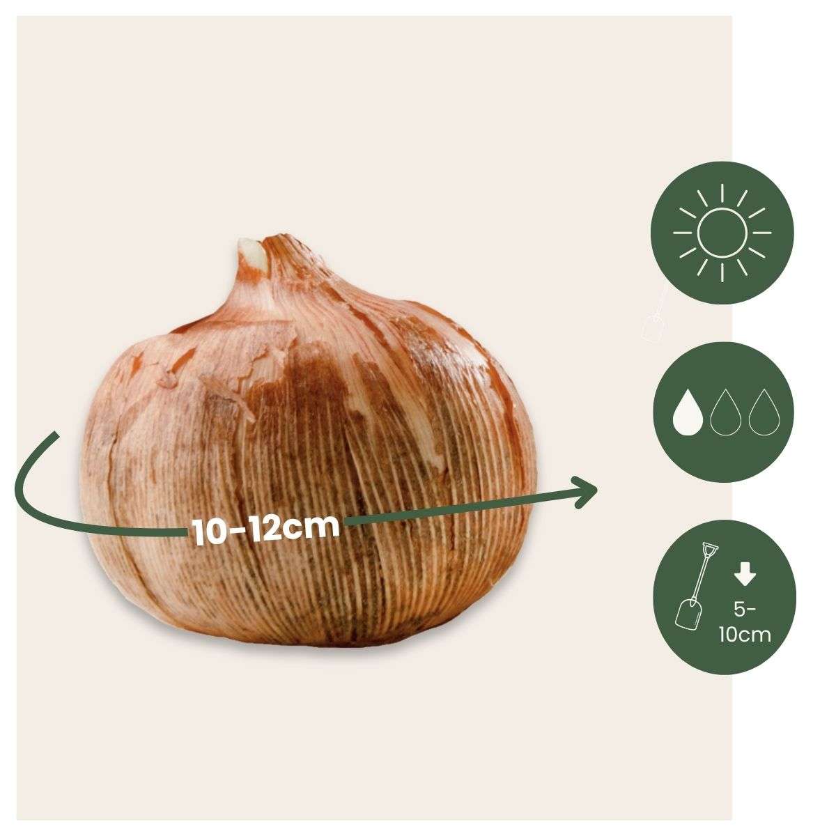 Crocus Krokuslökor - Set Om 200 - Crocus 'Ruby Giant' - Blomlökar - Purpur