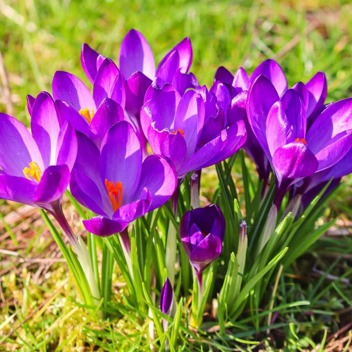 Crocus Krokuslökor - Set Om 200 - Crocus 'Ruby Giant' - Blomlökar - Purpur