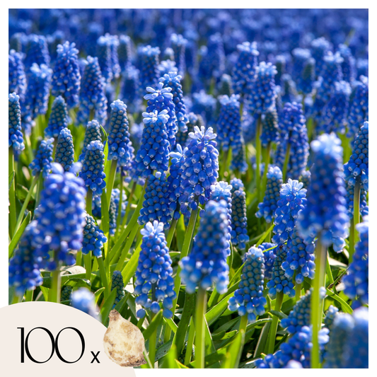 Florastore Druvhyacint - Set Om 100 - Muscari Armeniacum - Blomlökar - Blå